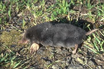 Talp (Talpa europaea)
